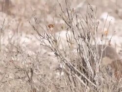 CU TS Shot of Cape ground squirrel eating   / Central Kalahari Game Reserve, Botswana Stock Footage