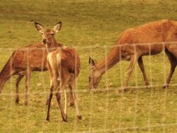 Reindeer in Ontario Stock Footage
