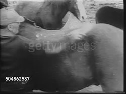 Atomic Testing Effecting Animals In Alamogordo, NM News Clip