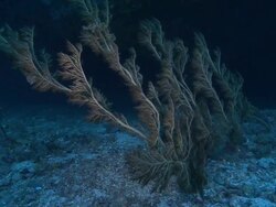 Black Coral (Antipathes pennacea), Monad Shoa, Malapascua, Philippines Stock Footage