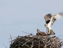 WS View of two fledgling osprey flying in and out of nest / Grand Lake, Colorado, United States Stock Footage