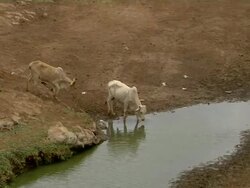 Two slim cows going to drink wate Stock Footage