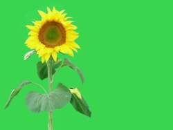 Sunflower against a green background Stock Footage