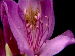 Rhododendron flower, pull focus on stamens, Parque Natural Los Alcornocales (Cadiz y Malaga), Andalucia, Spain Stock Footage