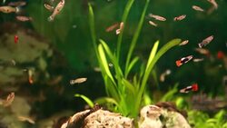Aquarium full of colorfull fish Stock Footage