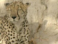 MS Cheetah resting in shade at base of termite mound / Okavango Delta, North West District, Botswana Stock Footage