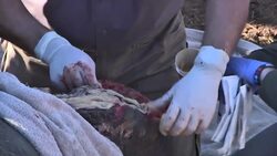 Vets save Hope the mutilated rhino News Clip