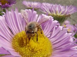 ECU SLO MO Shot of Honey bee nectar feeding / Newcastle Emlyn, Ceredigion, United Kingdom Stock Footage