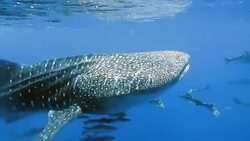 Endangered Species Pelagic Whale Shark (Rhincodon types) swimming with Cobia (Rachycentron canadum) and people. A perfect demonstration of primal instinctive animal behaviour. A symbiotic relationship that ensures their success and survival as a species. Stock Footage