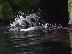 MS SLO MO Shot of Atlantic puffin, fratercula arctica, adult having bath and shaking Stock Footage