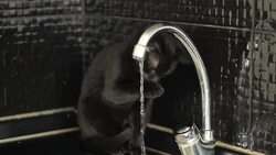 black kitten Stock Footage