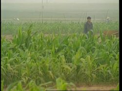 WHO expert says possible sisters caught bird flu from brother News Clip