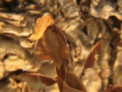 Leaf Mantis on Bark Stock Footage