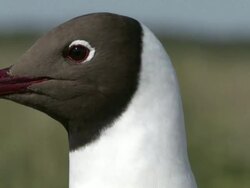 CU Gull looking around / Visby, Nar, Ljugarn, Gotland, Sweden  Stock Footage