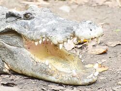 Crocodile blink its eye Stock Footage