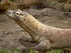 Komodo Dragon in Natural Habitat Stock Footage