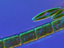 ECU Shot of Diatoms moving slowly forming algal mats (Green Algae) / Newcastle Emlyn, Ceredigion, United Kingdom Stock Footage