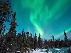 WS T/L View of aurora with trees in foreground / Yellowknife, Northwest Territories, Canada  Stock Footage