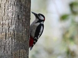 MS Woodpecker feeding on tree trunk  / vieux pont en auge, Normandy, France Stock Footage