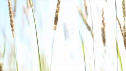 Grass waving on wind Stock Footage