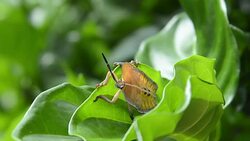 TESSARATOMID Tuesday or BALI STINK BUG Stock Footage