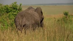 Elephants in Safari at Wild Stock Footage