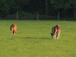 Cattle Stock Footage