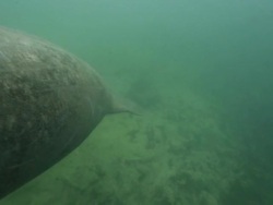 Manatee Stock Footage