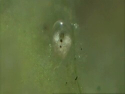 Cypris: a freshwater ostracod. Head on shot Stock Footage