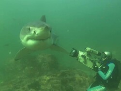 White shark South Africa, Gansbaai  Stock Footage