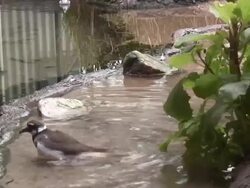 Bird 5 - HD 1080i/60 Stock Footage