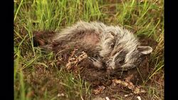 Insects feed on a decomposing raccoon. Stock Footage