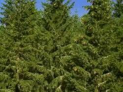 HD: Flying Above Spruce Trees Stock Footage