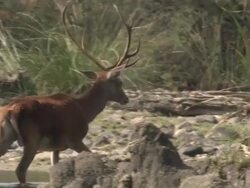 Red Deer (Cervus elaphus) eating algae in the River Jandular, Sierra de Andujar, Andalucia, Spain. Filmed during very dry year when all grass had completely dried up, leaving the algae as one of the few food sources Stock Footage