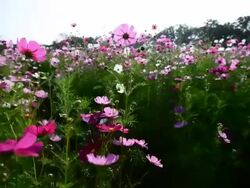 Cosmos flower field Stock Footage