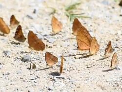 butterfly in the jungle Stock Footage