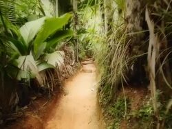 Walking through the tropical forest Stock Footage