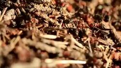 Red Forest / Wood Ants Stock Footage
