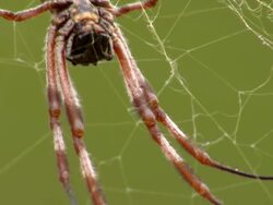 ECU TU Spider on web / Mutawintji National Park, New South Wales, Australia Stock Footage