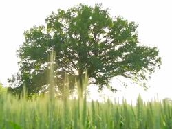 HD SUPER SLOW-MO: Tree In A Field Of Wheat Stock Footage