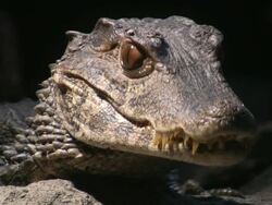 Crocodile,  Alligator. Stock Footage
