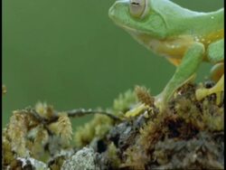 CU green frog on branch, pan right, side view, Western Ghats, India Stock Footage