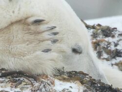  CU Polar bear sleeping in snow on shore of hudson bay / Churchill, Manitoba, Canada Stock Footage