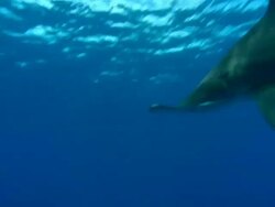Great hammerhead, Sphyrna mokarran, swims, surface bait, Bahamas  Stock Footage