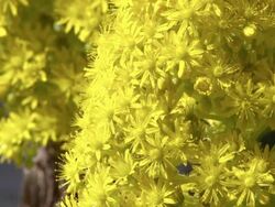 MS PAN Shot of Bees collecting pollen from yellow flower clusters / Namaqualand, Northern Cape, South Africa Stock Footage