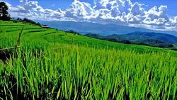 Terraced rice field on Mountain, Pa Pong Piang village, Chiang mai Province, Northern of Thailand Stock Footage