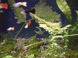 Gold fich 'Guppi' Stock Footage