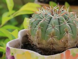 watering cactus Stock Footage