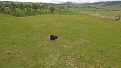 Aerial Wyoming Yellowstone National Park Stock Footage