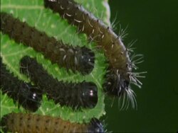 CU Caterpillar eating leaf, Botswana, Africa Stock Footage